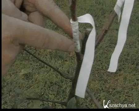 ���������� �������� �������� (�������� ������) / Okulirovka (2009)