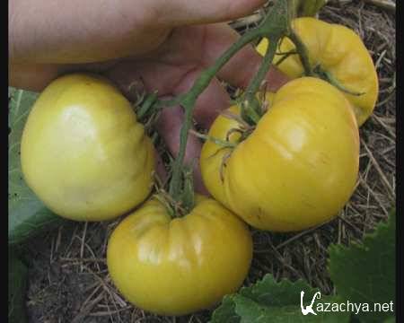 �������� �������. �������� ����� ����� (2010/DVD)