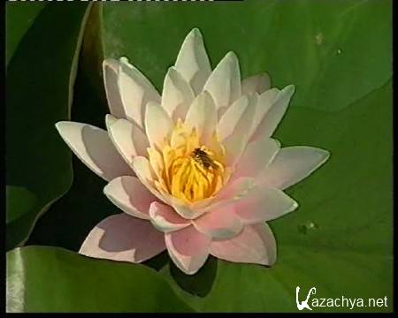 ������ ������������ ������� (2002/ DVD)