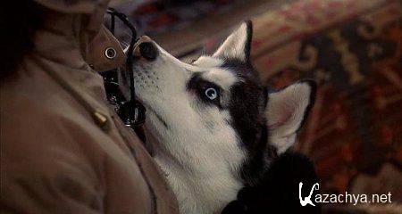   / Snow Dogs (2002/DVDRip)
