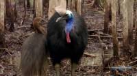  / Cassowaries (2008) SATRip (HDTVRip)