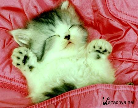 ������������ � ���� � ������ / Cats. (2011)