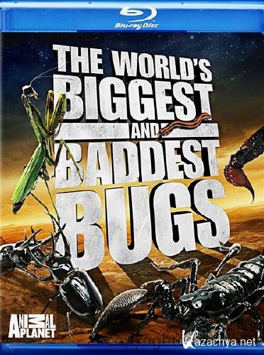        / World's Biggest and Baddest Bugs (2004) BDRip 720p