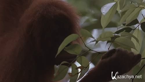 :     / Wild Asia: In the Realm of the Red Ape (2001) BDRip 1080+720p
