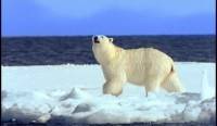     / The Great Polar Bear Adventure (2008) DVDRip