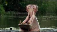 :     / Hippo: Africa's River Beast (2006) SATRip(HDRip)
