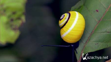 ����. ��������� ���/Cuba. The Accidental Eden [2010 �.,BDRip 720p]