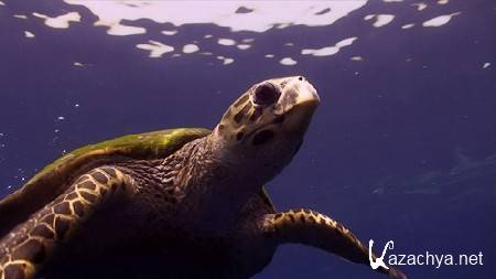 ����. ��������� ���/Cuba. The Accidental Eden [2010 �.,BDRip 720p]