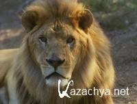 ����� ������� �����/ Pippi Langstrumpf 1-21 ����� (1969) DVDRip