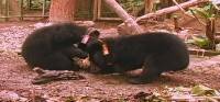    / Black bears unleashed (2008) SATRip