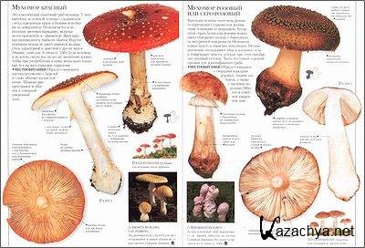 �����. ������������ / ����� �����