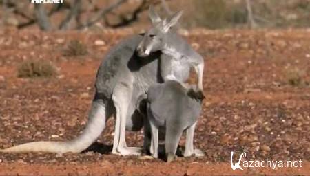    / Mutant Planet: Australia (2010) SATRip