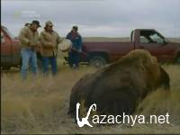  :    / American Buffalo: Battling Back (2007) SATRip