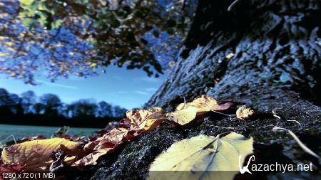   2 / A Fascinating Journey through Nature & Sound (2011) Blu-Ray