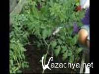 ��������� �������: �������� � ������� (2011) SATRip 