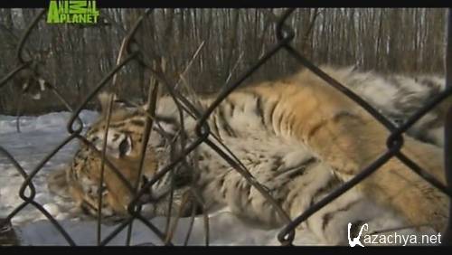 Animal Planet: .   / Amba. The Russian Tiger (2008) SATRip
