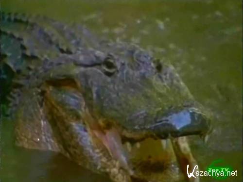  .  / Animal Nightmares. Alligators (2003) SATRip