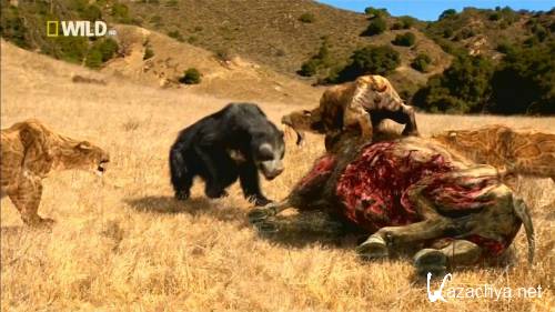  .   / Short-Faced Bear (2009) HDTVRip