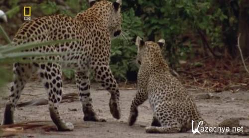 National Geographic:     / Living with Big Cats (2007) SATRip