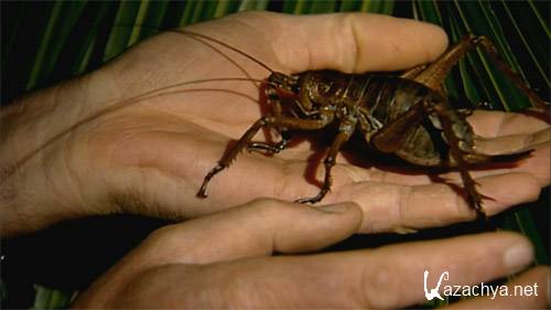 Animal Planet.        / World's Biggest and Baddest Bugs (2004) BDRip