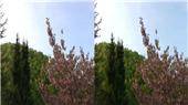   / Magie des Waldes / Magic Forest (BD3D / BDRip / 1080p / Only 3D) 2010