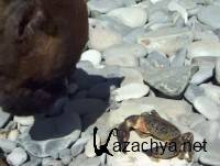 ����� ������ - ����� ���� (2009) SATRip