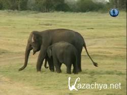 Экстремальная среда обитания. Вымирание (2011) SATRip Экстремальная среда обитания. Вымирание (2011) SATRip