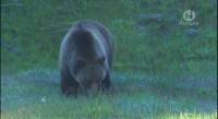 ������ / Grizzly (2007) SATRip
