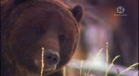 ������ / Grizzly (2007) SATRip