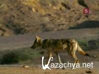  .    / Natural World. Desert Wolves of India (2004) SATRip