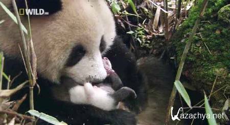  .    / Giant Panda. Pandas in the Wild (2009) HDTVRip