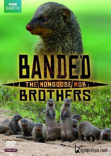   -   / Banded Brothers: The Mongoose Mob (2009) IPTVRip