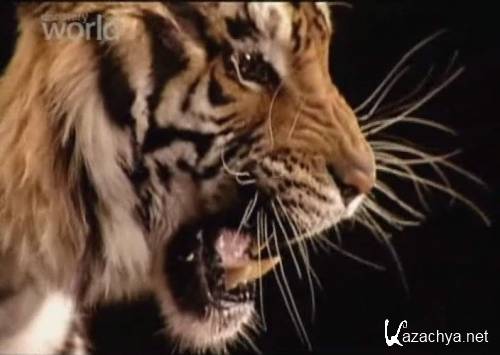    / Anatomy Of A Tiger Bite (2004) SATRip