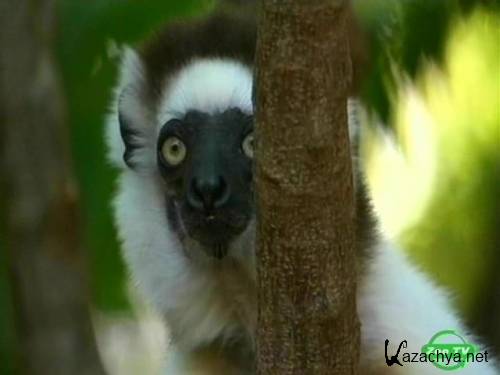  / Once Upon a Time: The Lemurs (2006) SATRip