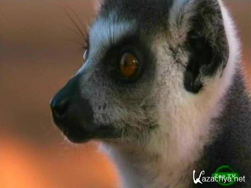  / Once Upon a Time: The Lemurs (2006) SATRip