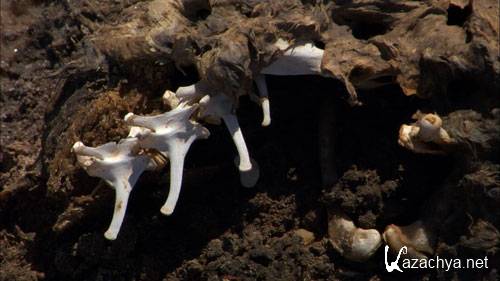 ���� / Salt (2009) Blu-ray