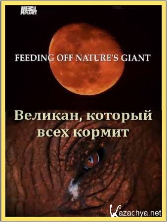 Animal Planet: ,    / Feeding Off Nature's Giant (2010) TVRip
