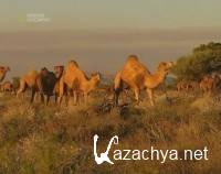 ������� ���������. ������������ / Camels' Empire. Built To Last (2003) TVRip