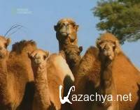 ������� ���������. ������������ / Camels' Empire. Built To Last (2003) TVRip