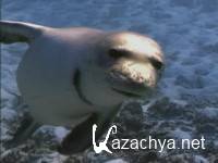  -:   / Hawaiian Monk Seals: Surviving Paradise (2004) DVDRip