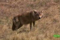 ����� ���� / Gray Wolf (2008) SATRip