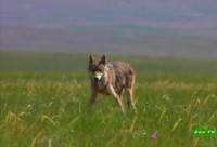 ����� ���� / Gray Wolf (2008) SATRip