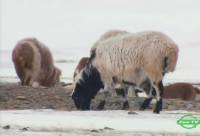 ����� ���� / Gray Wolf (2008) SATRip