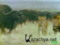  .    / The Natural World. Lions. Pride in Peril (1996) SATRip
