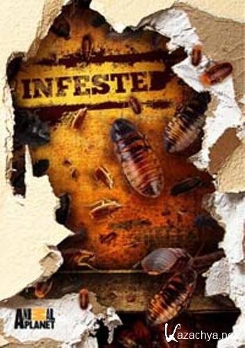 . ,    / Infested! Spiders, Snakes and Ants (2011) SATRip