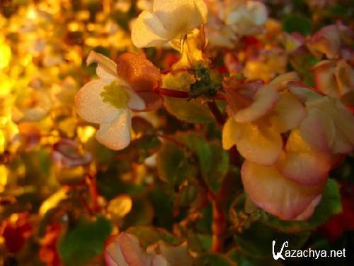 Nature Wallpapers Pack #60 Nature Wallpapers Pack #60