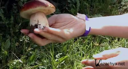     / Know Your Mushrooms (2009) DVDRip