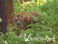 ��� �����. �������� ������� (2003) DVDRip