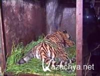 ��� �����. �������� ������� (2003) DVDRip