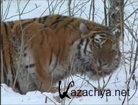 ��� �����. �������� ������� (2003) DVDRip